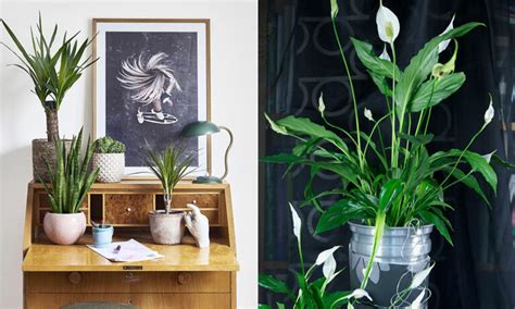 krukväxter vilket trivs inom skugga inomhus